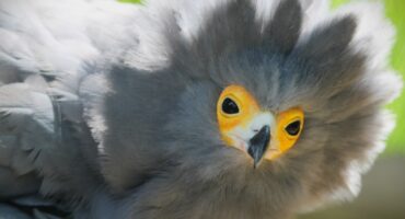 Mystery of African harrier-hawk's death in Middelburg solved, middelburg, mpumalanga, dullstroom, animals, birds, killings, pallet guns, birds of prey, middelburg community, mystery