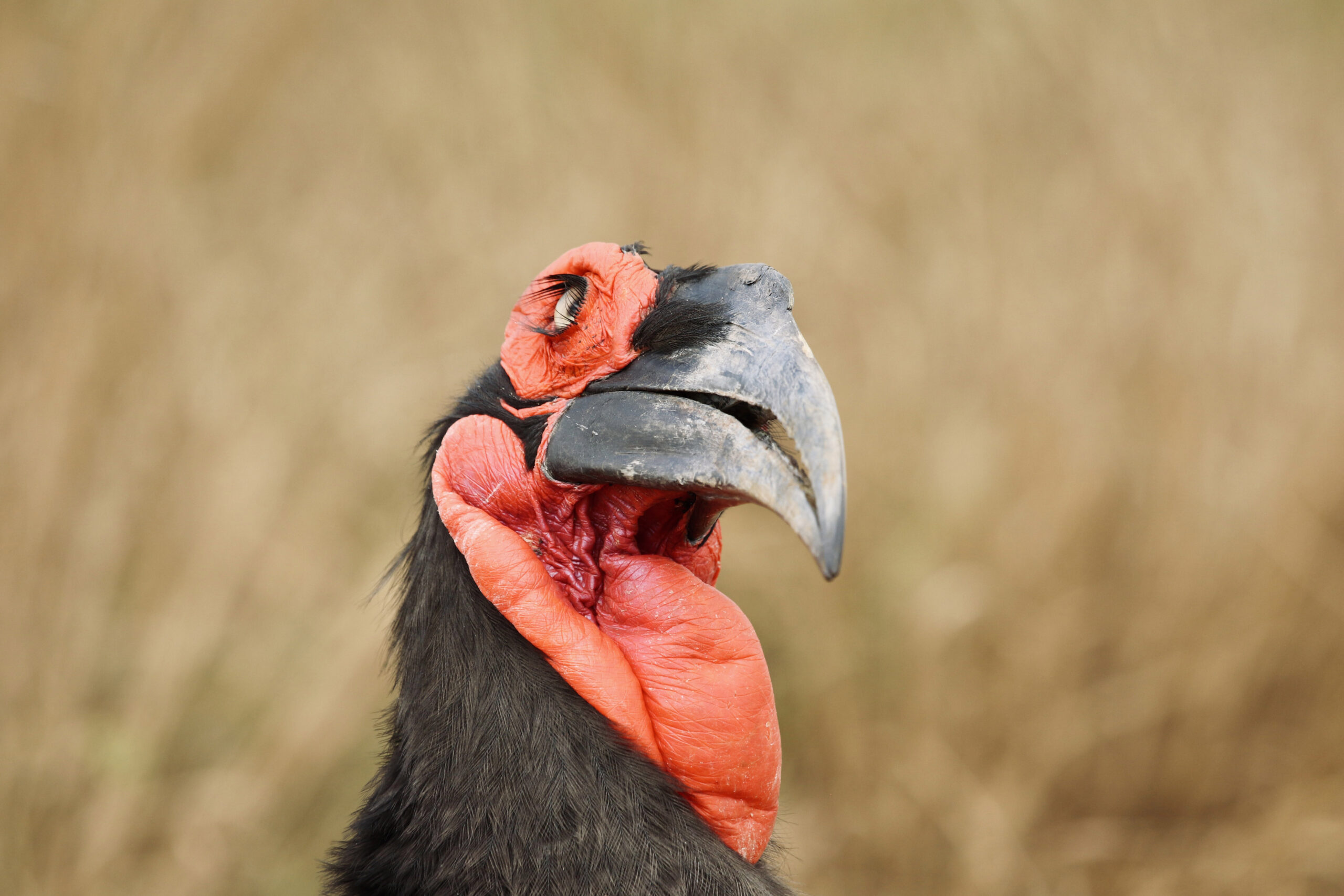 A hornbill recently photographed in the Kruger National Park's 100 year celebration by fellow Young Wildlife Photographers South Africa member in May 2026, endangered hornbills at Loskop