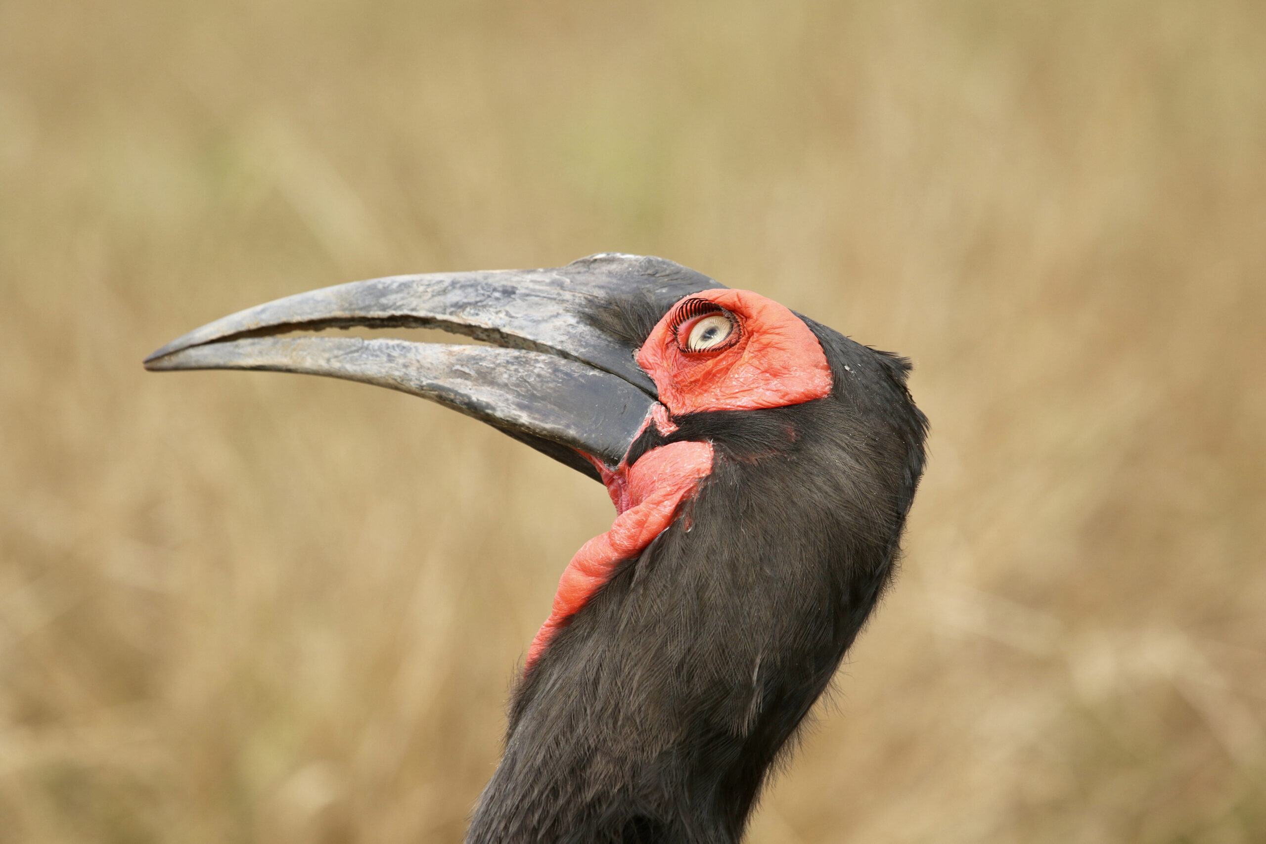 A hornbill recently photographed in the Kruger National Park's 100 year celebration by fellow Young Wildlife Photographers South Africa member in May 2026, endangered hornbills at Loskop