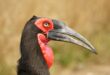 A hornbill recently photographed in the Kruger National Park's 100 year celebration by fellow Young Wildlife Photographers South Africa member in May 2026, endangered hornbills at Loskop