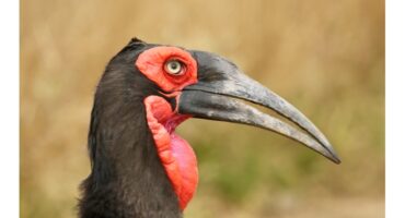 A hornbill recently photographed in the Kruger National Park's 100 year celebration by fellow Young Wildlife Photographers South Africa member in May 2026, endangered hornbills at Loskop