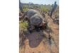 UBHETYAN MIDDELBURG RHINO POACHING, baby rhino, mpumalanga, poaching, rescue, ubhetyan