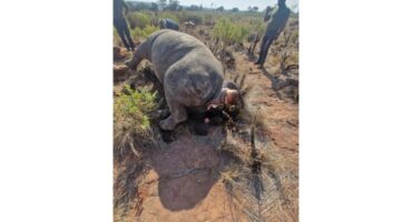 UBHETYAN MIDDELBURG RHINO POACHING, baby rhino, mpumalanga, poaching, rescue, ubhetyan