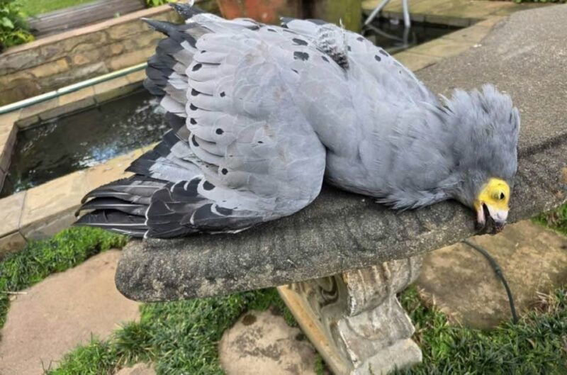 A dead harrier-hawk was found in middelburg