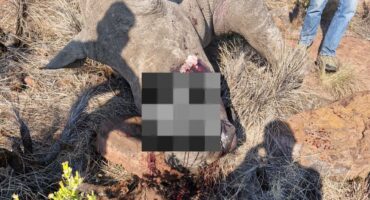 UBHETYAN MIDDELBURG RHINO POACHING, baby rhino, mpumalanga, poaching, rescue, ubhetyan