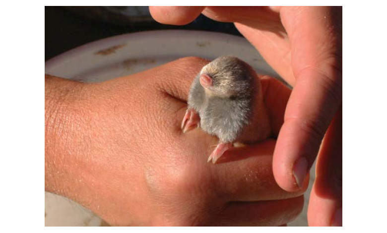 ‘n Mol in iemand se hand.