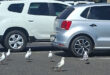 A group of seagulls walking across a parking lot, with cars parked in the background.