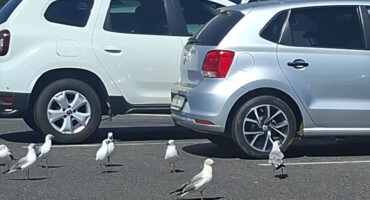 A group of seagulls walking across a parking lot, with cars parked in the background.