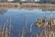A serene lake surrounded by tall reeds and grass in the foreground, reflecting the calmness of nature.