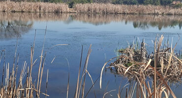 A serene lake surrounded by tall reeds and grass in the foreground, reflecting the calmness of nature.