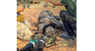 Baby rhino airlifted to safety after emergency Loskop rescue, middelbvurg, world rhino day, 22 september, mpumalanga, wewild africa, wild life vet, mtpa, rhino