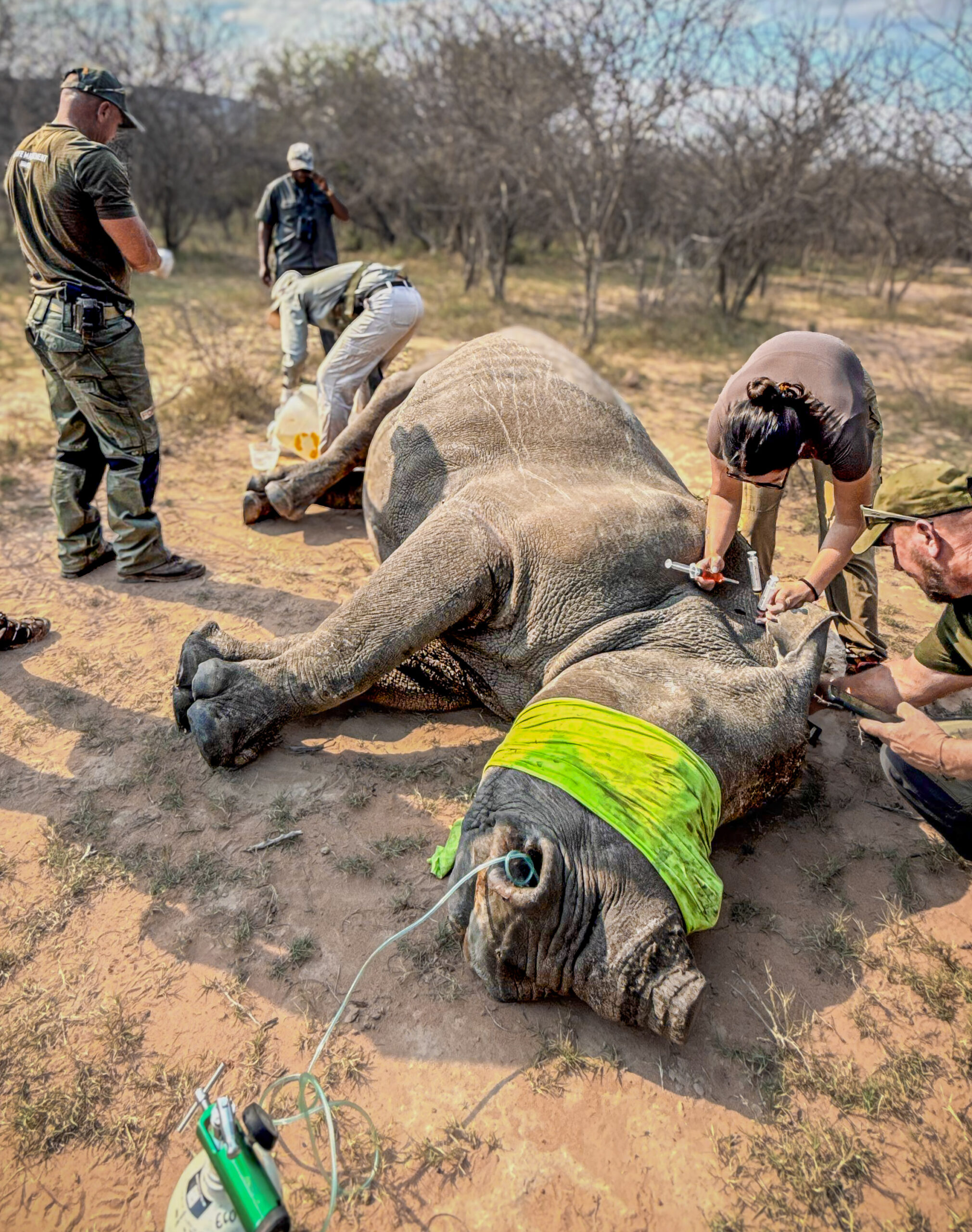 Baby rhino airlifted to safety after emergency Loskop rescue, middelbvurg, world rhino day, 22 september, mpumalanga, wewild africa, wild life vet, mtpa, rhino, airlift