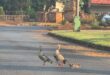 ‘n Familie ganse.