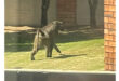 A monkey walks on the grass beside a building, showcasing its natural behavior in an urban environment.