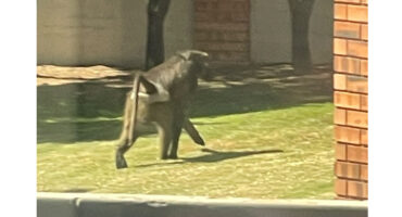 A monkey walks on the grass beside a building, showcasing its natural behavior in an urban environment.