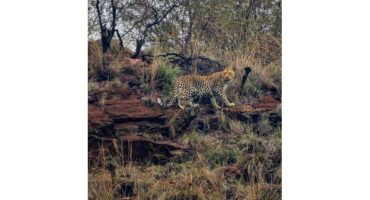 Leopard surprises family on De Voetpadkloof game drive near Middelburg