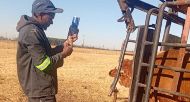 A man holds a bottle of vaccine or medicine to give to a cow in a grassy field.