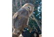 A barn owl perched gracefully on a tree branch, showcasing its distinctive facial features and plumage.