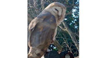 A barn owl perched gracefully on a tree branch, showcasing its distinctive facial features and plumage.