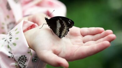 Helping your child overcome a fear of creepy crawlies