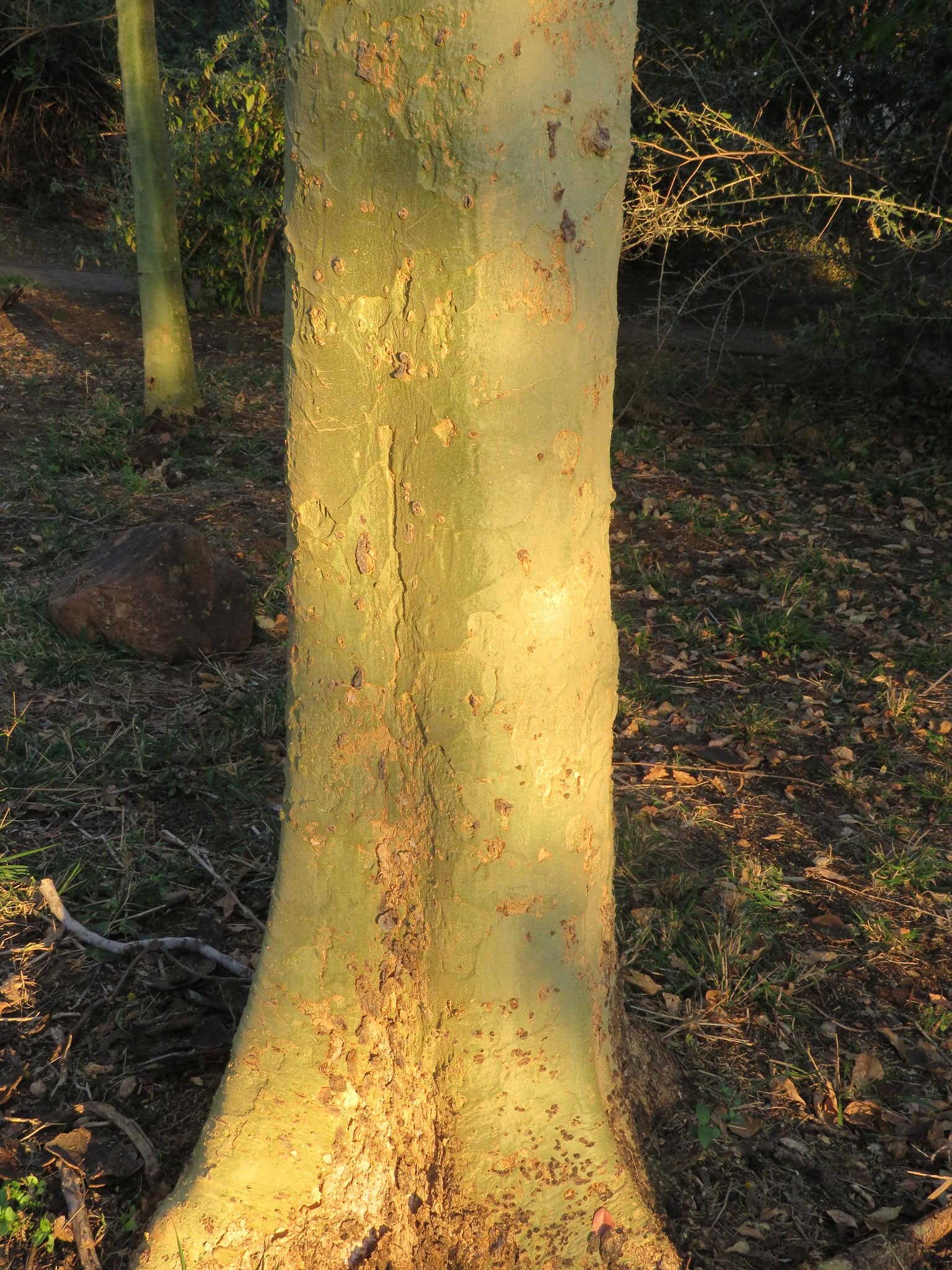 Nabyfoto van die stam van 'n Koorsboom (Vachellia xanthophloea) met sy kenmerkende gladde, geelgroen bas wat gevlek is met bruinerige kolle en tekstuurlike merke, verlig deur sonlig.