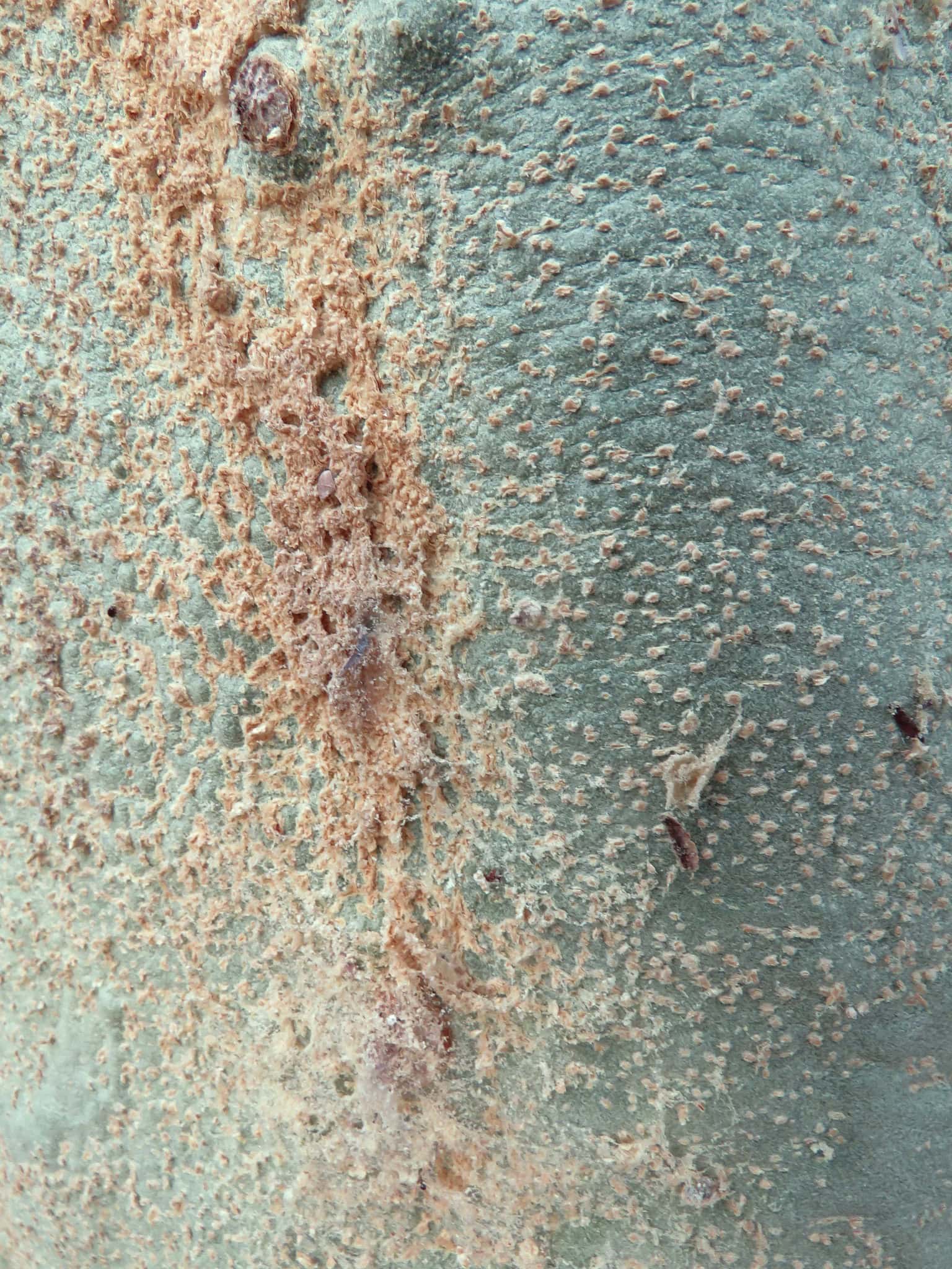 Uiters nabyskoot van die bas van 'n Koorsboom (Vachellia xanthophloea), wat die fyn, geelgroen tekstuur wys, met duidelike areas van poeieragtige geel afskeiding en effense skade of onreëlmatighede.