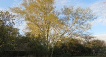 'n Hoë Koorsboom (Vachellia xanthophloea) met helder geelgroen bas en 'n wye, uitgestrekte boomkroon, teen 'n gedeeltelik bewolkte blou lug, met ander groen bome en 'n grasperk op die voorgrond.