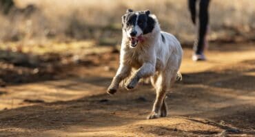 ’n Hond hardloop voor by die 250ste Kralinbergh-parkrun in Ermelo.