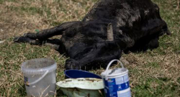 Bees se karkas in oop veld langs Camdenlaan in Ermelo met emmers water en rommel in die omgewing.