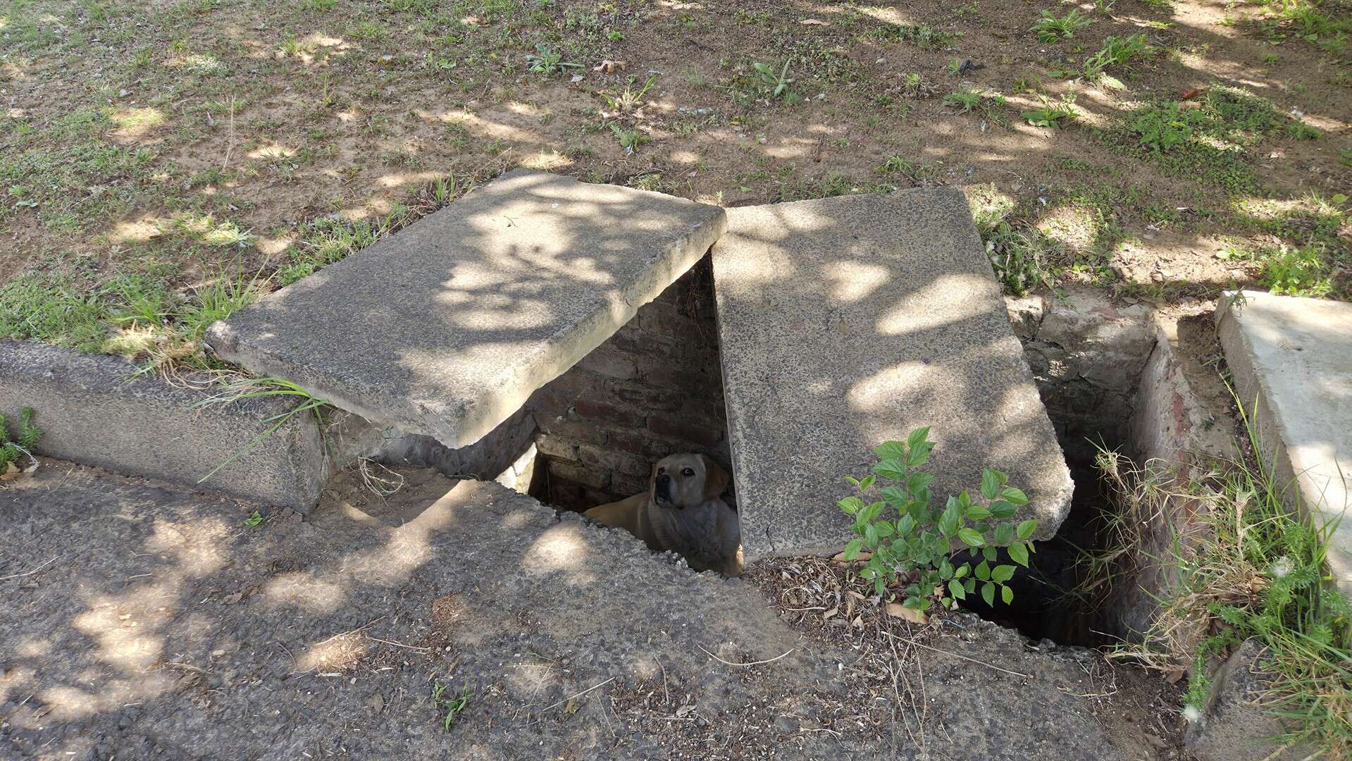 Apple the dog trapped inside a stormwater drain in Ermelo before being rescued.