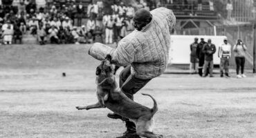 A police dog apprehends a simulated suspect during a K9 training exercise at the SAPS Safer Festive Season launch in Ermelo.