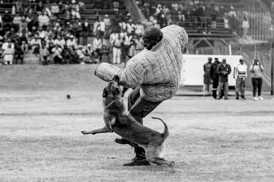 A police dog apprehends a simulated suspect during a K9 training exercise at the SAPS Safer Festive Season launch in Ermelo.