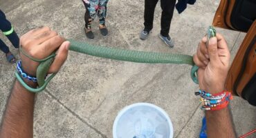 Boomslang-780x470