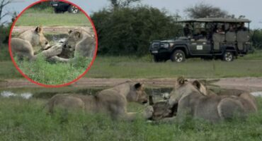lions and tortoise
