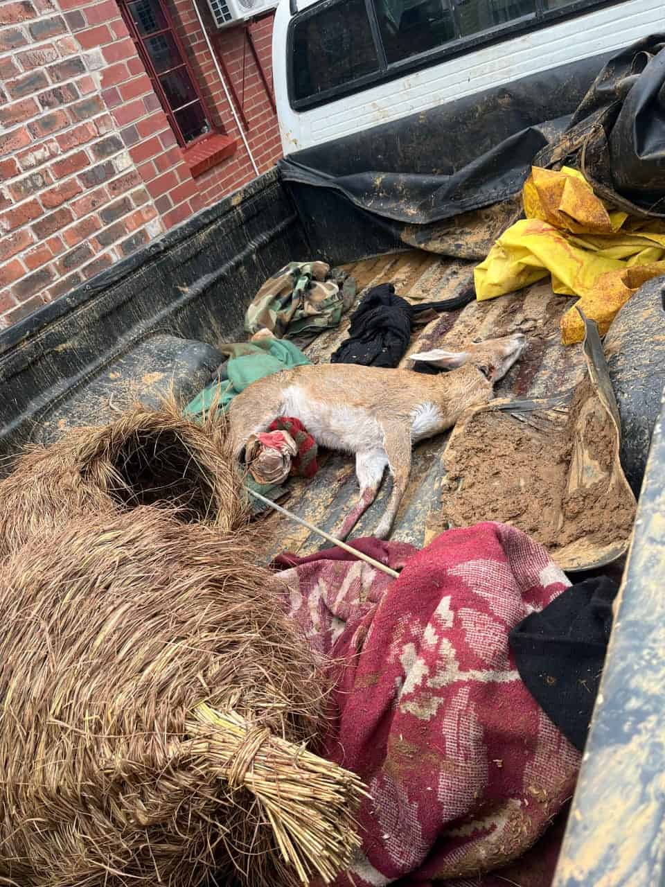 Wildlife carcass believed to be a deer found at Badplaas scene