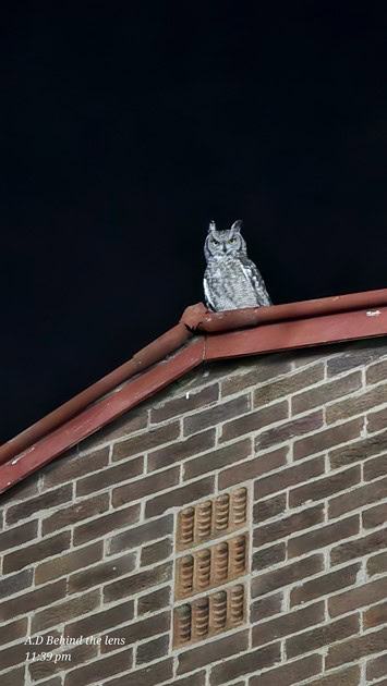 A bird perched and observing activity at 10by20 Padal in Ermelo.