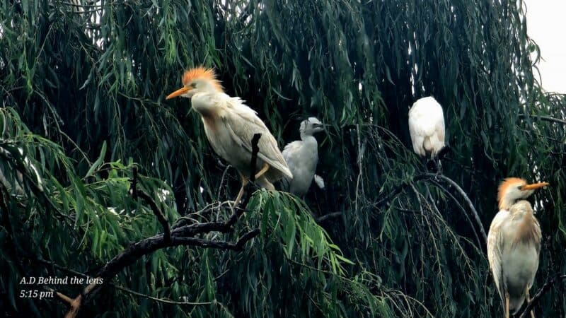 Birds gathered at Pet Dam after a rain shower.