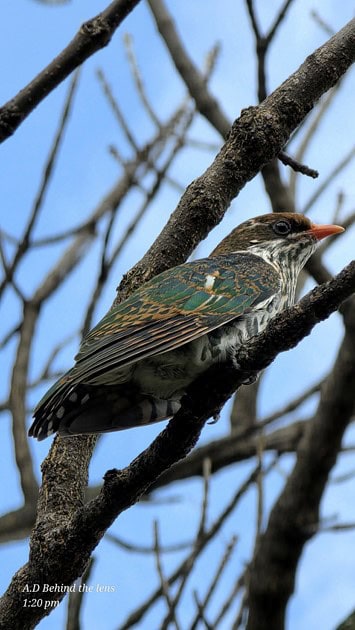 Juvenile Diederik cuckoo perched in Cassim Park, Ermelo.