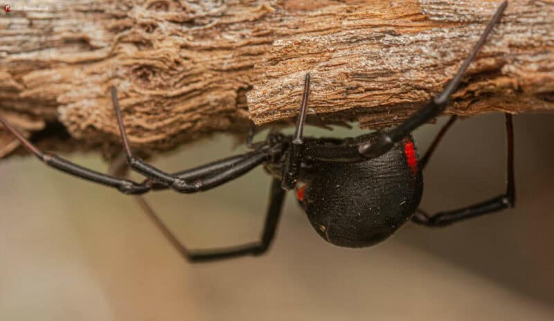 nland black button spider photographed resting on vegetation.