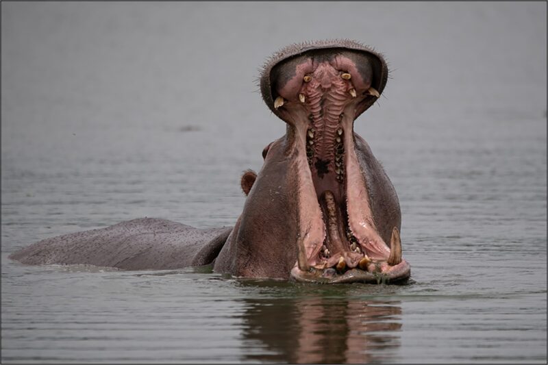 Bianca Breytenbach se foto van ’n seekoei wat uit die water opkom.
