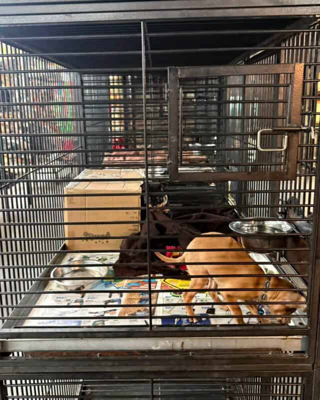 Puppy in an enclosure at Dougie’s Pets and Garden Centre, as photographed by Ban Animal Trading.