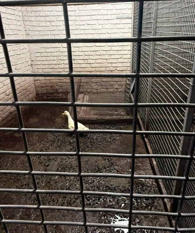 Duck in an enclosure at Dougie’s Pets and Garden Centre, in a photograph published by Ban Animal Trading.