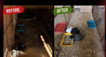 Before-and-after images of a rabbit enclosure at Dougie’s Pets and Garden Centre following an NSPCA inspection
