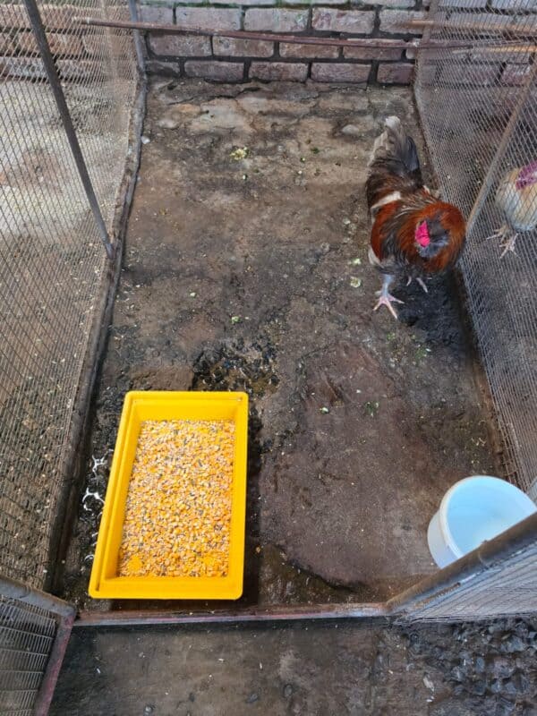 Chicken or rooster in a clean enclosure at Dougie’s Pets and Garden Centre.