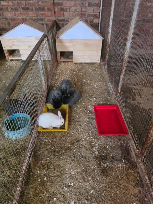 Rabbits in a clean enclosure at Dougie’s Pets and Garden Centre.
