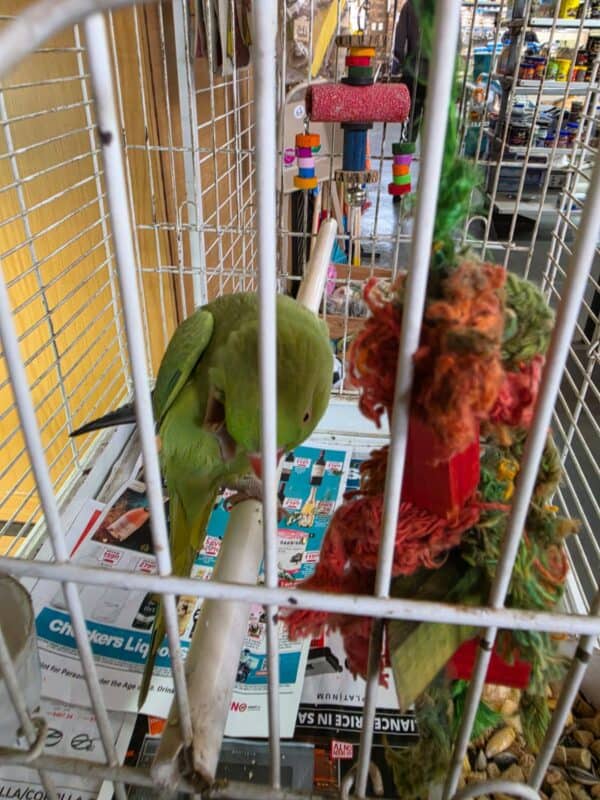 Bird in a clean enclosure with a dangling toy at Dougie’s Pets and Garden Centre.