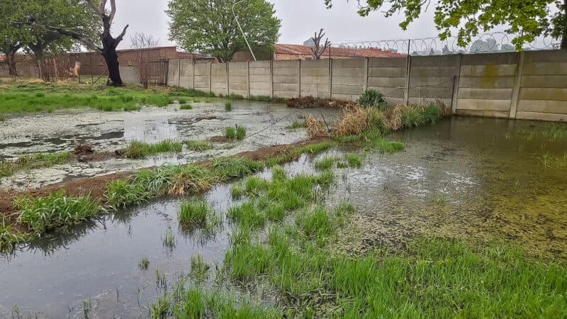 Stagnant water accumulated next to two municipal houses.