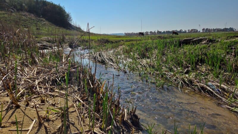 A shallow section of the creek feeding Douglas Dam.