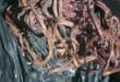 Black plastic bag containing suspected stolen copper cable recovered in Ermelo East.