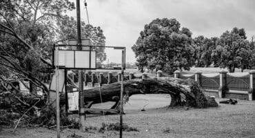 Large uprooted tree lying beside the road near the GSDM offices in Ermelo.